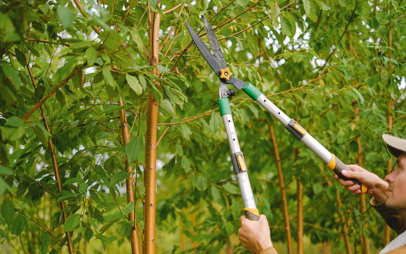 Tree trimming in Walford, IA
